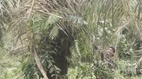 IMG_20250605_215538